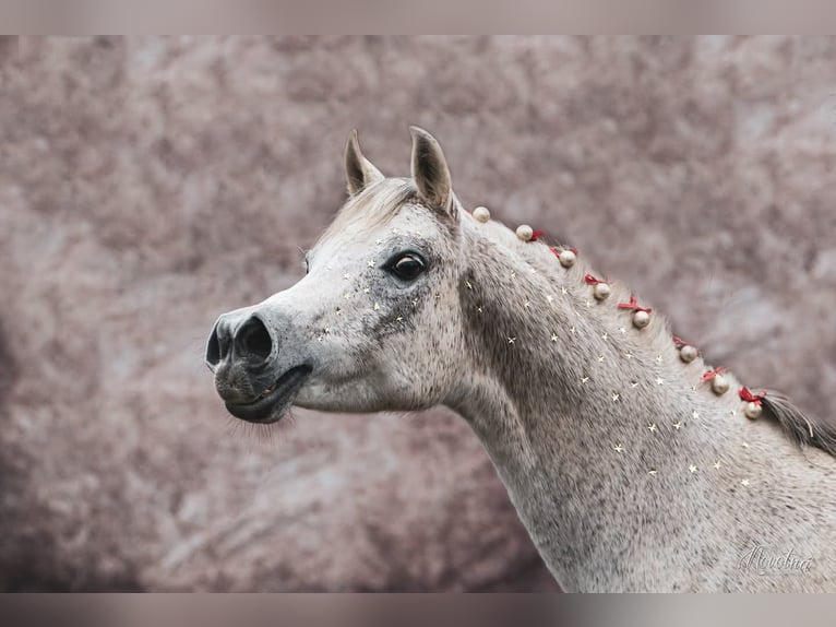 Arabian horses Mare 16 years Gray in Kladruby