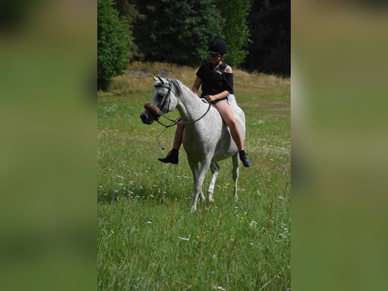 Arabian horses Mare 16 years Gray in Kladruby