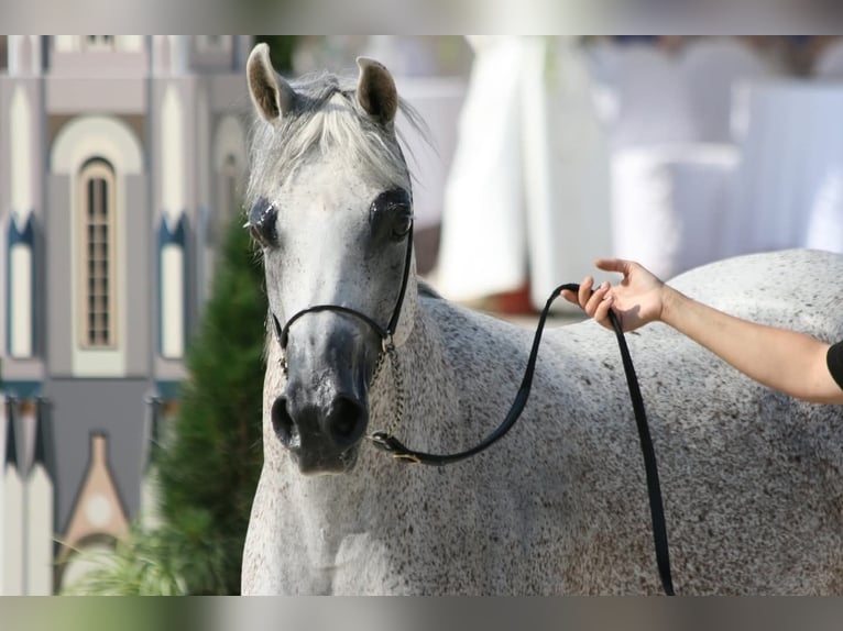 Arabian horses Mare 16 years Gray in Kladruby