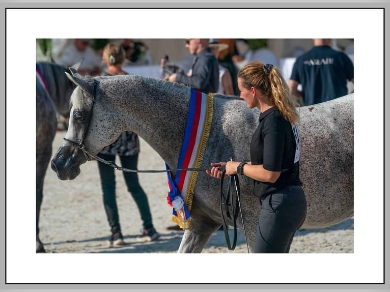 Arabian horses Mare 16 years Gray in Kladruby