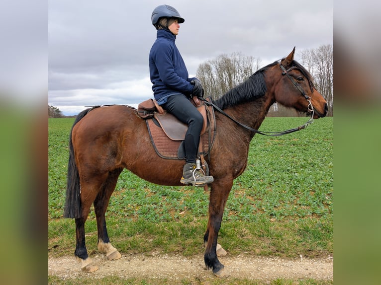 Arabian horses Mix Mare 17 years 14.2 hh Brown in Leutenbachleutenbach