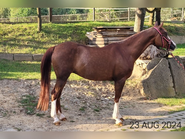 Arabian horses Mare 17 years 14.2 hh Chestnut-Red in Wadowice