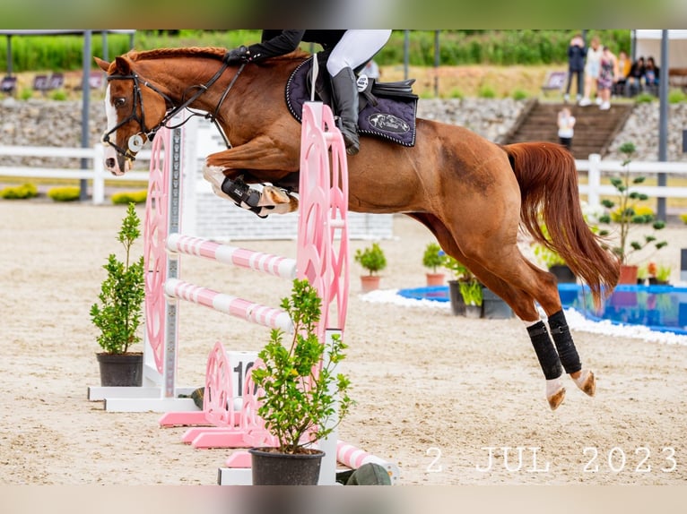 Arabian horses Mare 17 years 14.2 hh Chestnut-Red in Wadowice