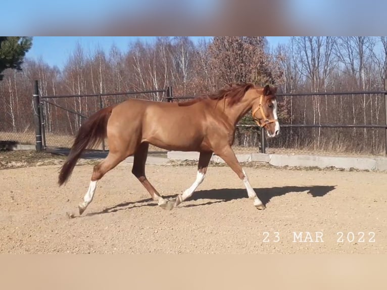 Arabian horses Mare 17 years 14.2 hh Chestnut-Red in Wadowice
