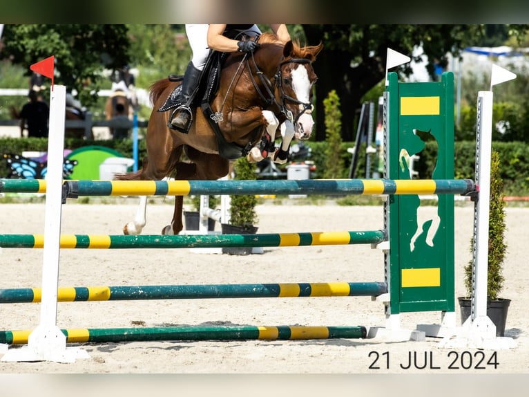 Arabian horses Mare 17 years 14.2 hh Chestnut-Red in Wadowice