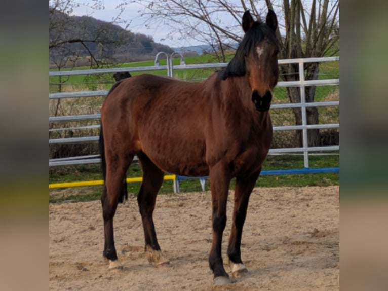 Arabian horses Mix Mare 17 years 14,2 hh Brown in Leutenbachleutenbach