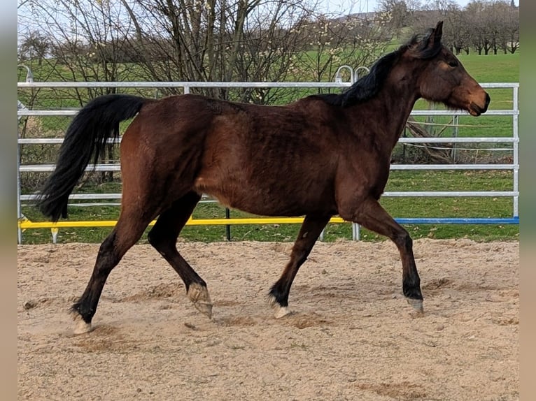 Arabian horses Mix Mare 17 years 14,2 hh Brown in Leutenbachleutenbach
