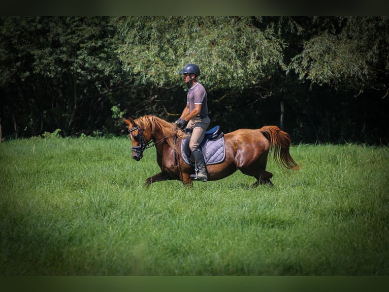 Arabian horses Mare 17 years 15,1 hh in Kisbér