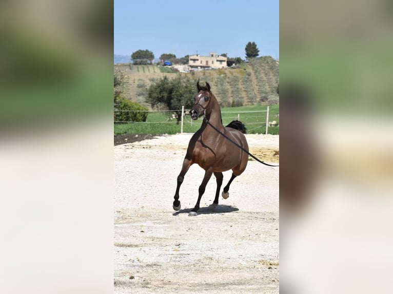 Arabian horses Mare 17 years 15.1 hh Brown in Roccamena