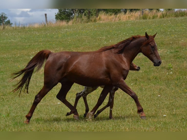 Arabian horses Mare 17 years 15.1 hh Chestnut in Velorcey