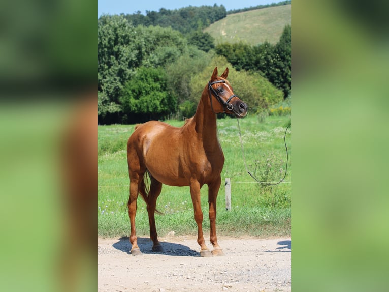 Arabian horses Mare 17 years 15,1 hh Chestnut in Kisbér