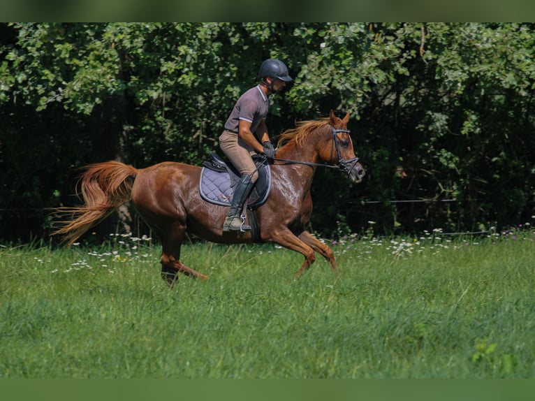 Arabian horses Mare 17 years 15,1 hh Chestnut in Kisbér