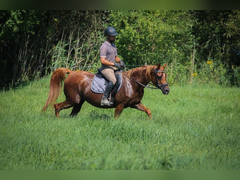 Arabian horses Mare 17 years 15,1 hh Chestnut in Kisbér