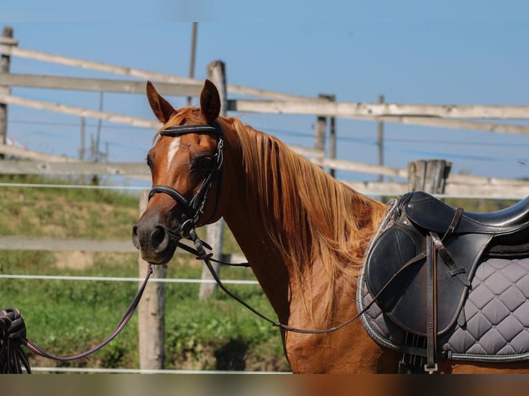 Arabian horses Mare 17 years 15,1 hh Chestnut in Kisbér