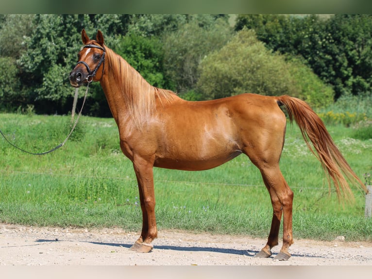 Arabian horses Mare 17 years 15,1 hh Chestnut in Kisbér