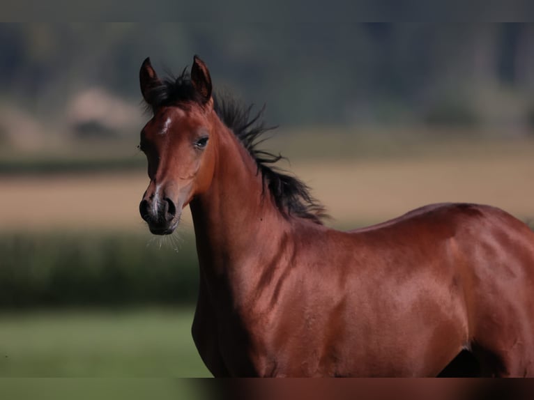 Arabian horses Mare 17 years 15.1 hh Chestnut-Red in Reichraming