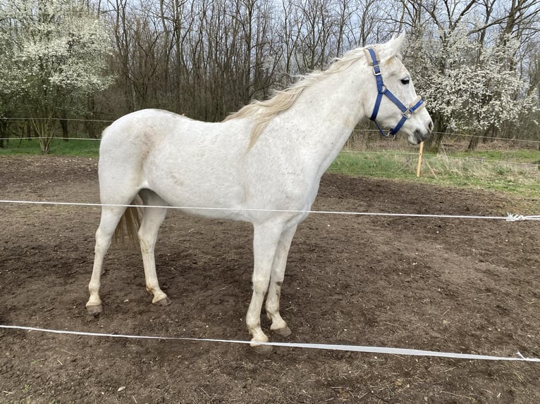 Arabian horses Mare 17 years 15,3 hh Gray in Bábolna