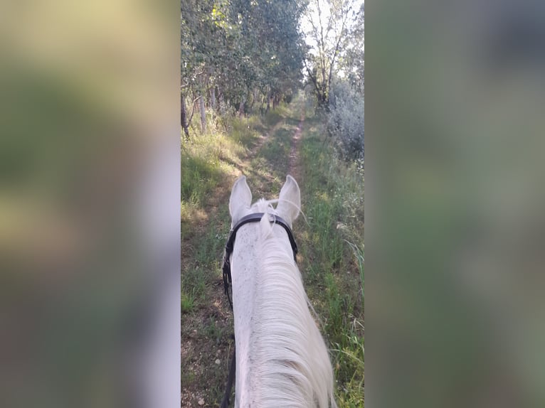 Arabian horses Mare 17 years 15,3 hh Gray in Bábolna