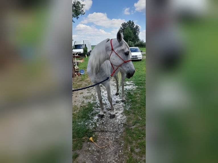 Arabian horses Mare 17 years 15,3 hh Gray in Bábolna