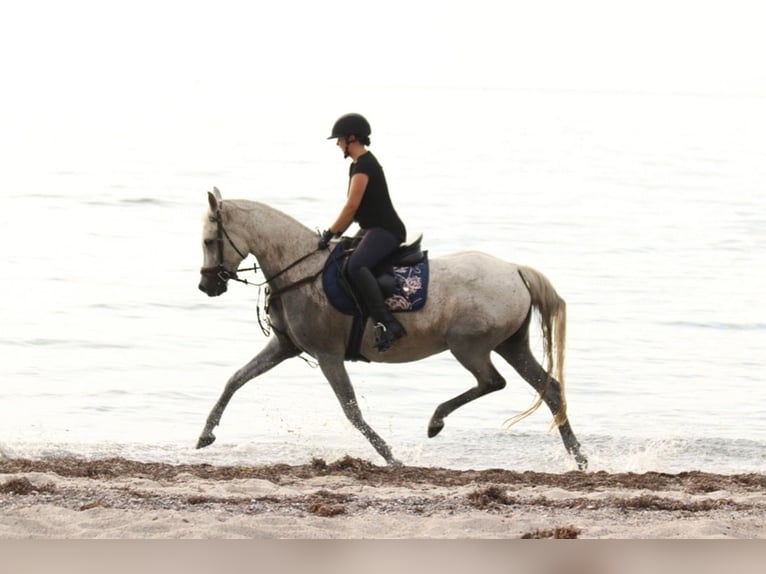 Arabian horses Mare 17 years 15 hh Grey-Fleabitten in Finsterwalde