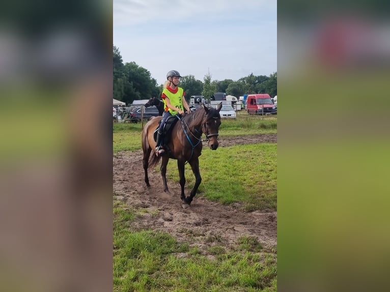 Arabian horses Mare 17 years 15,1 hh Bay-Dark in Bienenbüttel