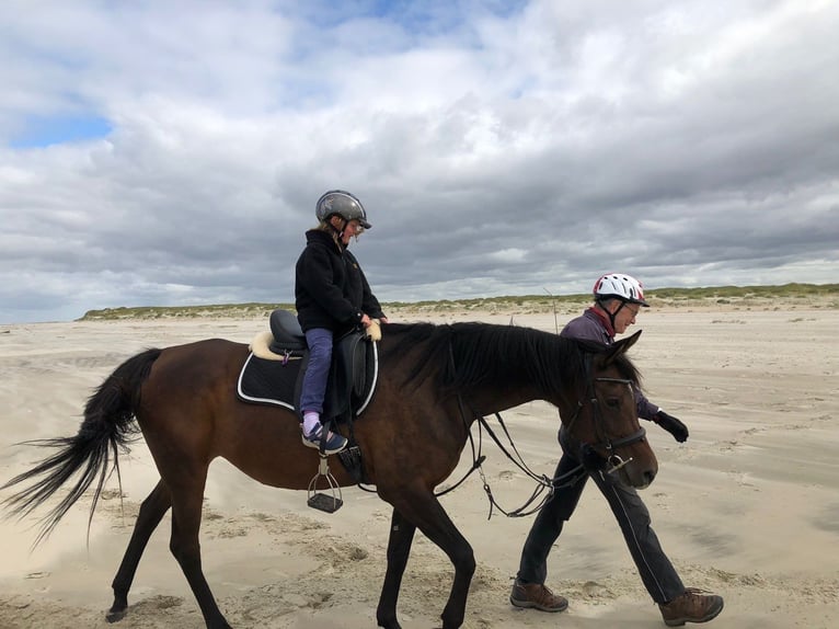 Arabian horses Mare 17 years 15,1 hh Bay-Dark in Bienenbüttel