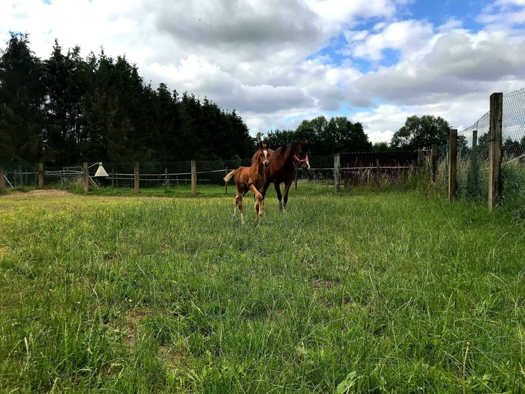 Arabian horses Mare 17 years 15,1 hh Brown in Boutersem