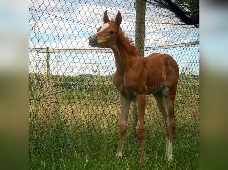 Arabian horses Mare 17 years 15,1 hh Brown in Boutersem