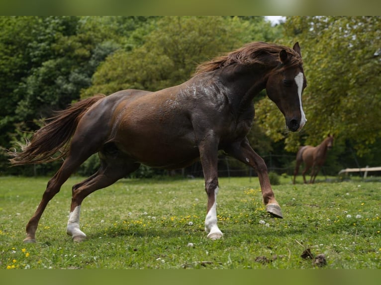 Arabian horses Mare 17 years 15,1 hh Chestnut-Red in Rotenburg an der Fulda