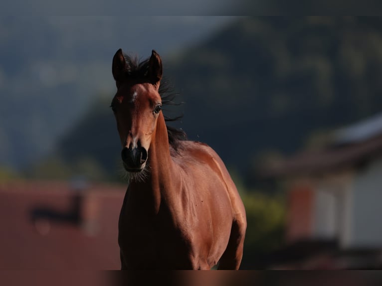 Arabian horses Mare 17 years 15,1 hh Chestnut-Red in Reichraming