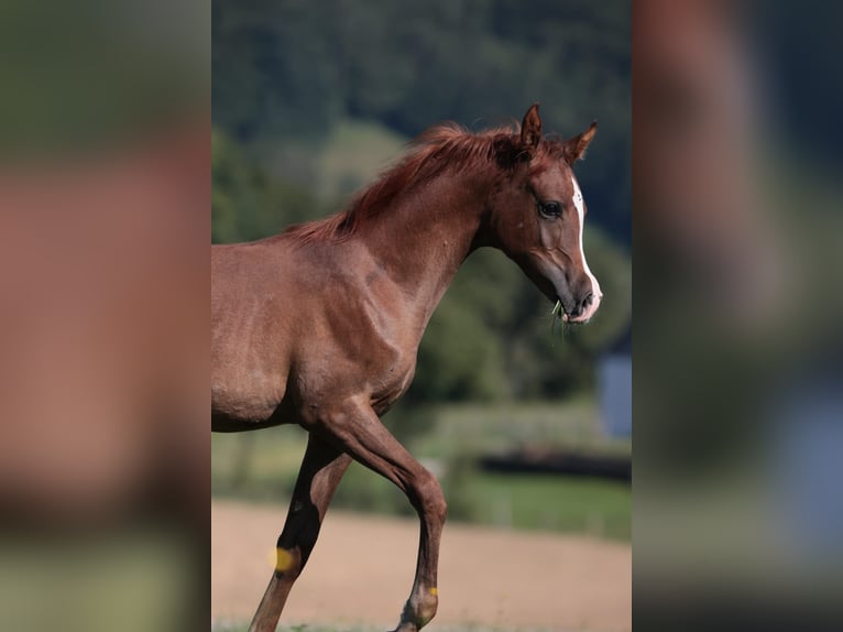 Arabian horses Mare 17 years 15,1 hh Chestnut-Red in Reichraming