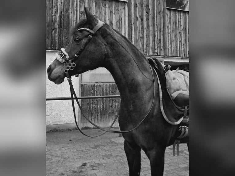 Arabian horses Mare 18 years 14.3 hh Bay-Dark in Hohenpeißenberg