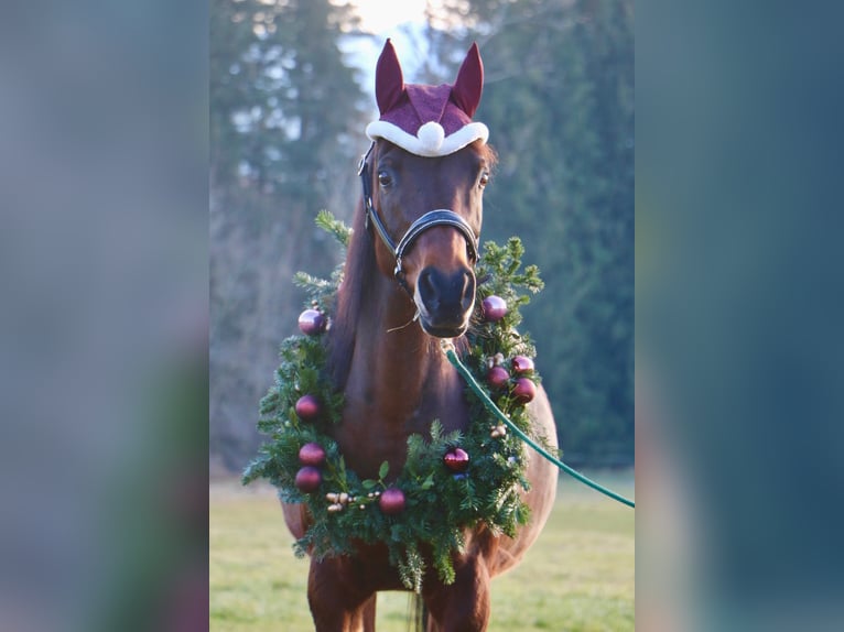 Arabian horses Mare 18 years 14,3 hh Bay-Dark in Hohenpeißenberg