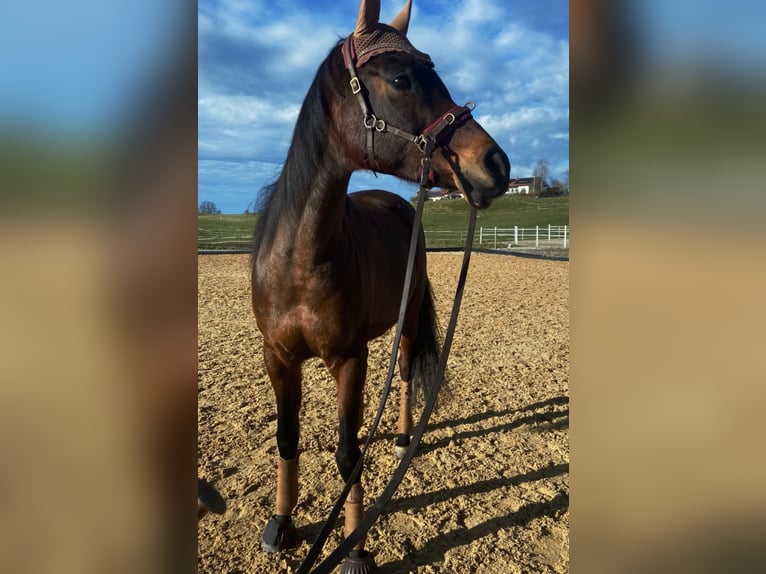 Arabian horses Mare 18 years 14,3 hh Bay-Dark in Hohenpeißenberg