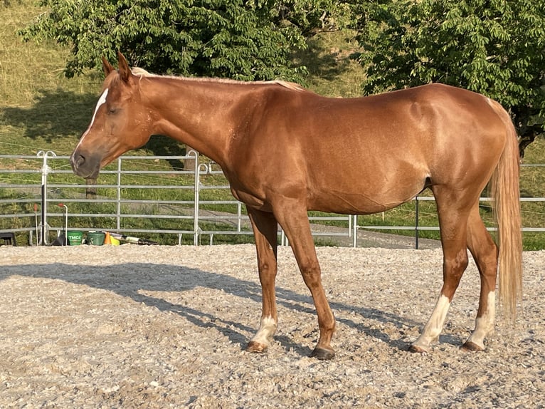 Arabian horses Mare 18 years 15,1 hh Chestnut-Red in Reigoldswil