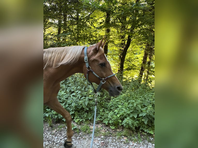Arabian horses Mare 18 years 15,1 hh Chestnut-Red in Reigoldswil