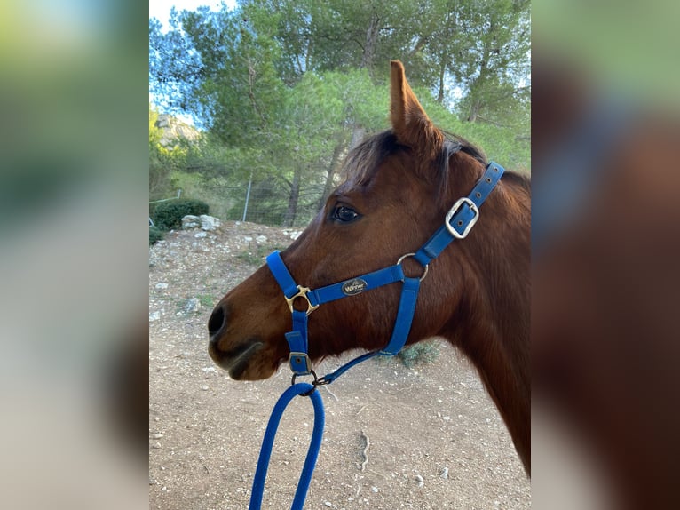 Arabian horses Mare 18 years 15,1 hh Chestnut-Red in Hattingen