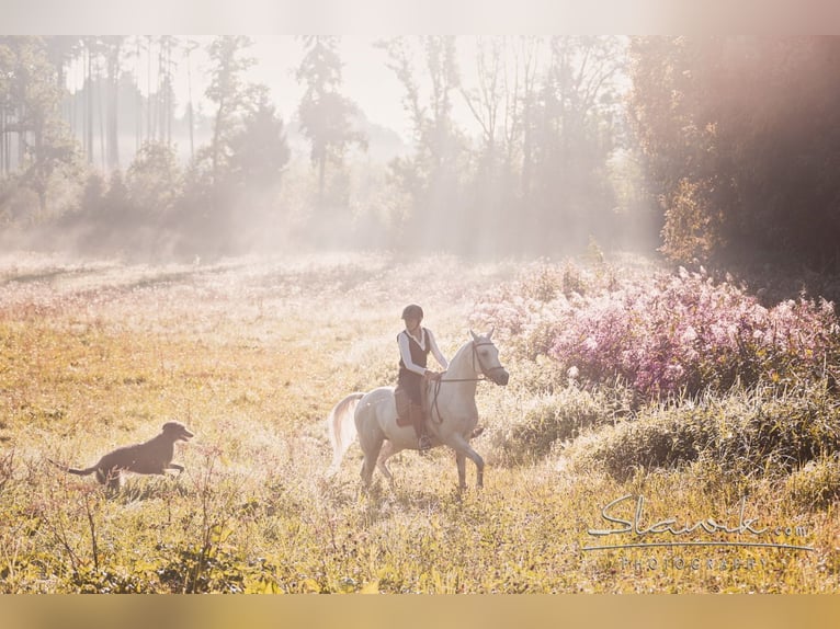 Arabian horses Mare 18 years 15,2 hh Gray in ChiemingChieming