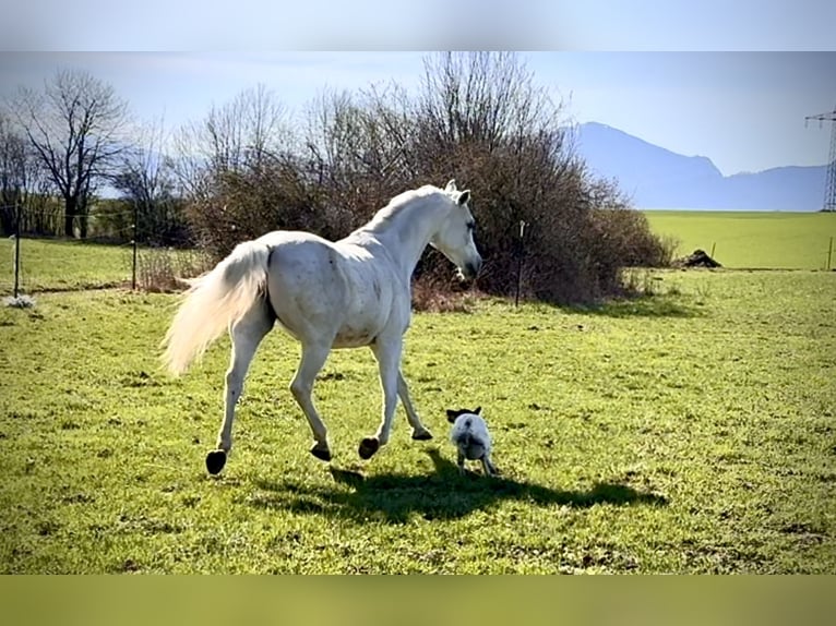 Arabian horses Mare 18 years 15,2 hh Gray in ChiemingChieming