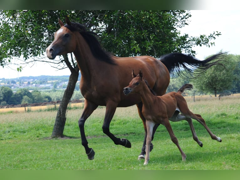 Arabian horses Mare 19 years 14,2 hh Bay-Dark in meerdonk