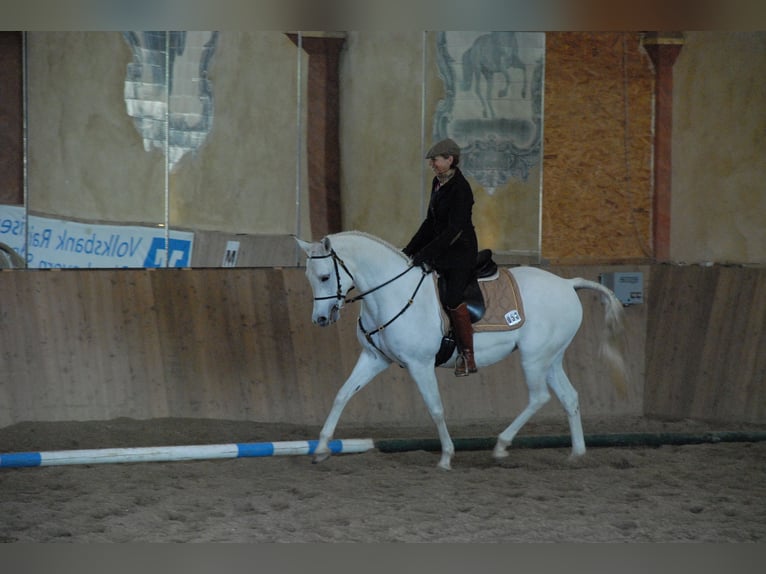 Arabian horses Mare 19 years 15,2 hh Gray in ChiemingChieming