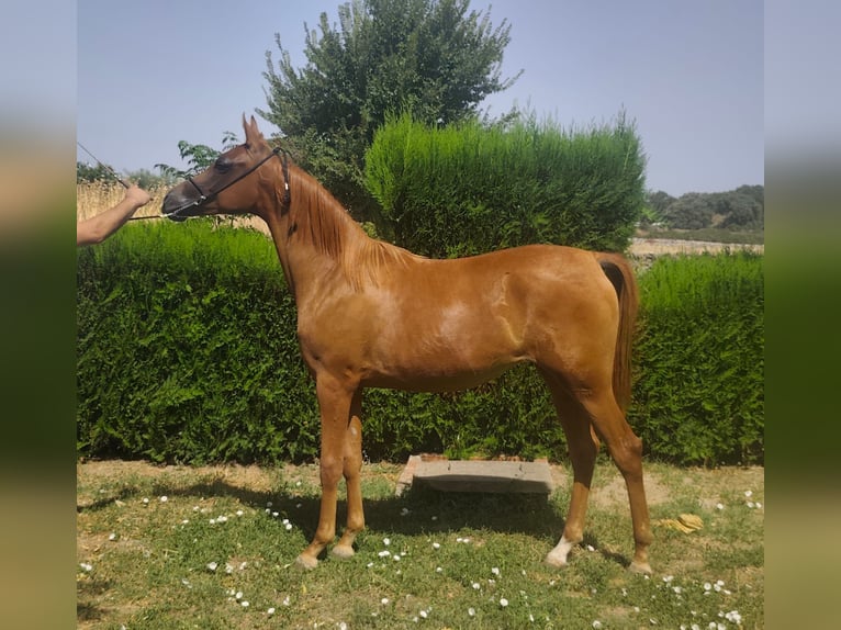 Arabian horses Mare 1 year 13,3 hh Chestnut-Red in Albala