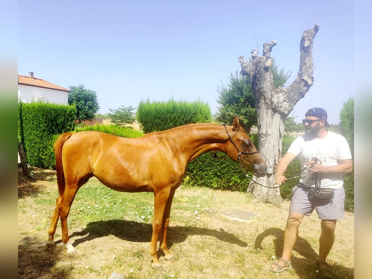 Arabian horses Mare 1 year 13,3 hh Chestnut-Red in Albala