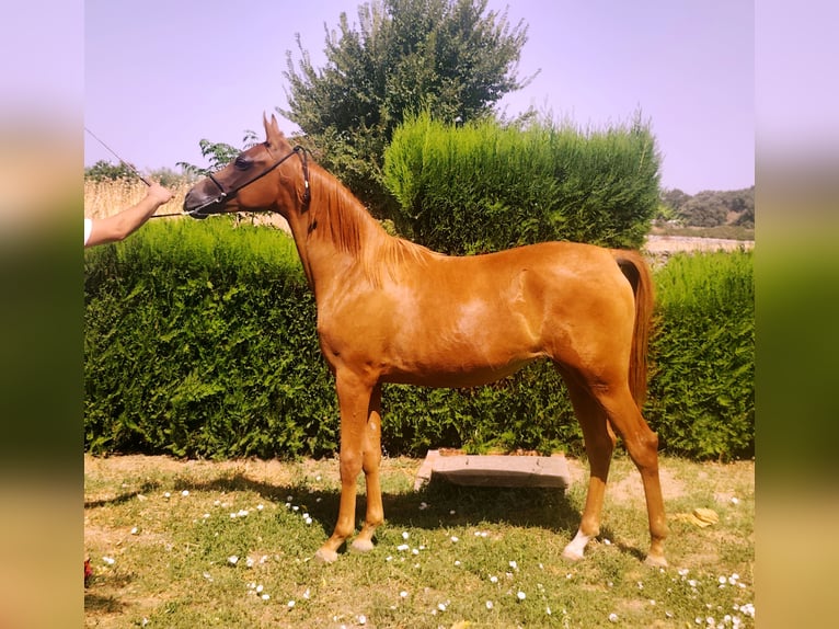 Arabian horses Mare 1 year 13,3 hh Chestnut-Red in Albala