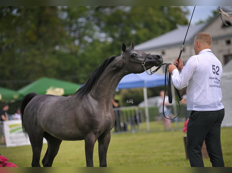 Arabian horses Mare 1 year 14.1 hh Grey in CHRABOŁY