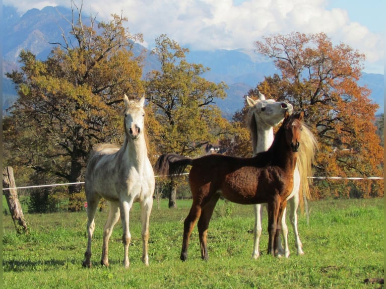 Arabian horses Mare 1 year 14,2 hh Brown in Bled