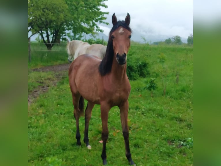 Arabian horses Mare 1 year 14,2 hh Brown in Bled