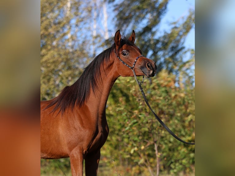 Arabian horses Mare 1 year 14,2 hh Brown in Lodz