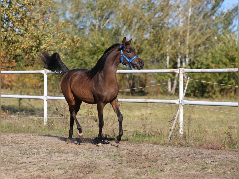 Arabian horses Mare 1 year 14,2 hh Brown in Lodz