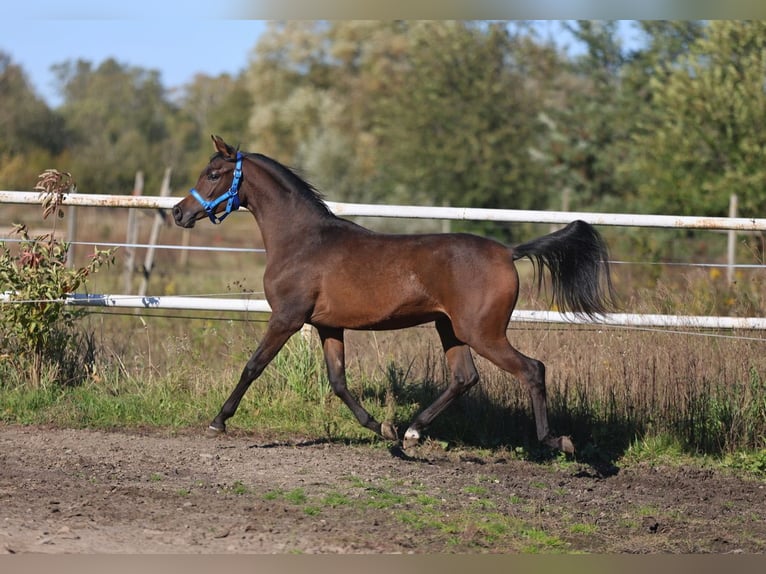 Arabian horses Mare 1 year 14,2 hh Brown in Lodz